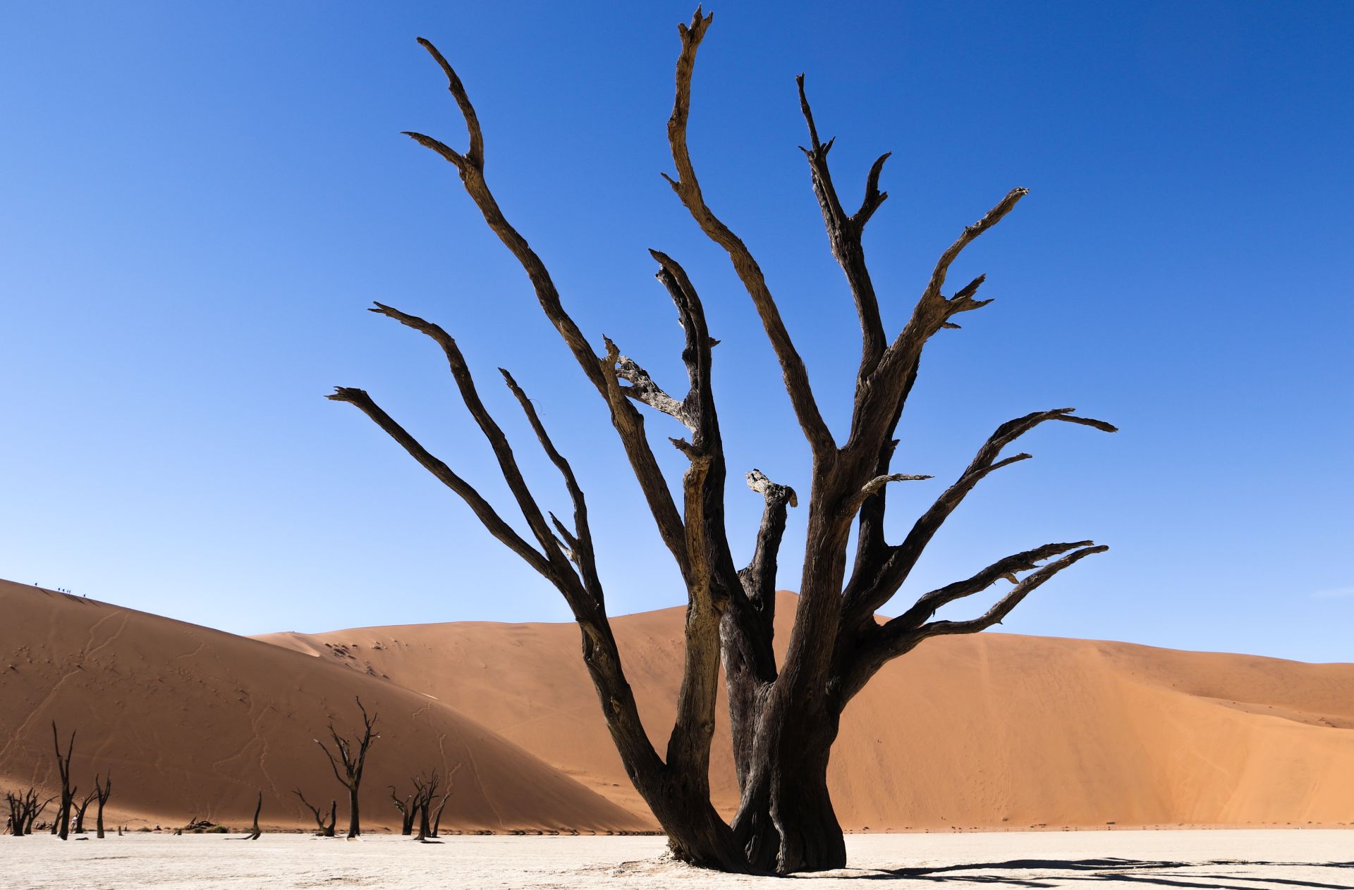 Reise Highlight Namibias: Sossusvlei und Dead Vlei in Afrika Reise Highlight Namibias: Sossusvlei und Dead Vlei in Afrika